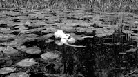 a woman is floating in a pond with lily pads